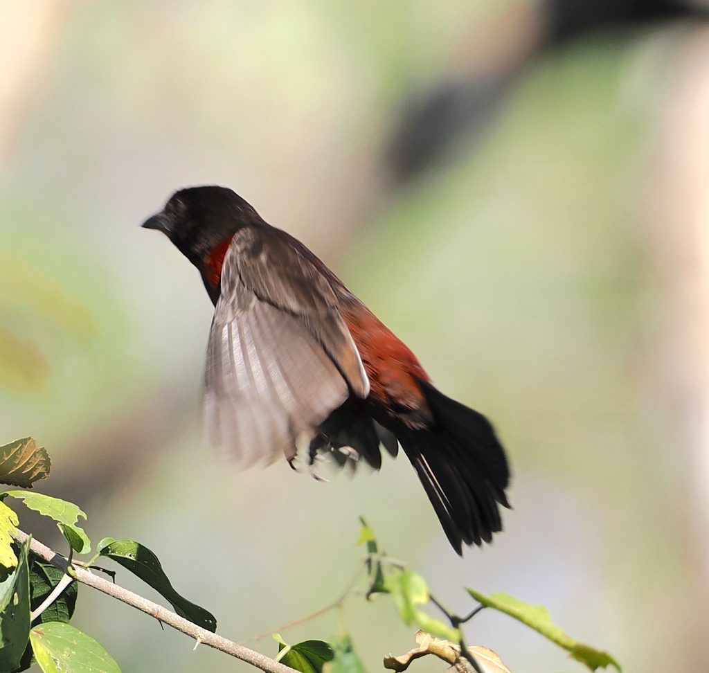 Ramphocelus carbo centralis