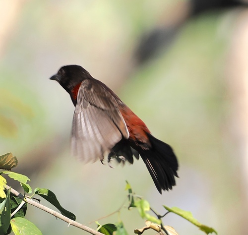 Ramphocelus carbo centralis