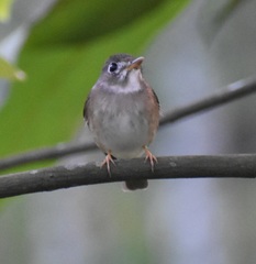 Muscicapa muttui