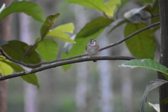 Muscicapa muttui