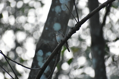 Muscicapa muttui