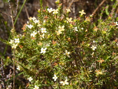 Lachnaea filicaulis