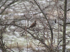 Turdus pilaris