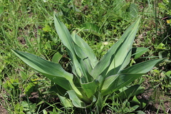 Ledebouria zebrina