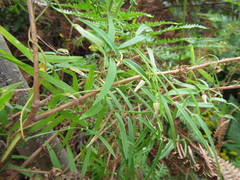 Asparagus kraussianus