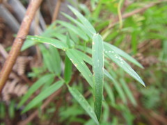 Asparagus kraussianus