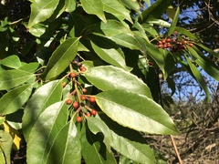 Ilex chinensis