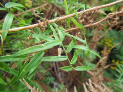 Asparagus kraussianus