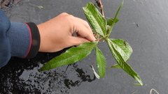 Persicaria lapathifolia lanata