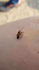 Tropidothorax sinensis