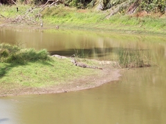 Crocodylus suchus