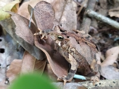 Rhinella sternosignata
