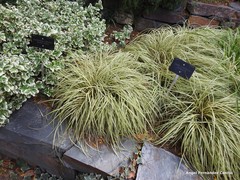 Carex oshimensis