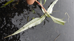 Persicaria lapathifolia lanata