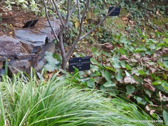 Hamamelis × intermedia