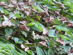 Epimedium perralderianum