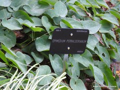Epimedium perralderianum