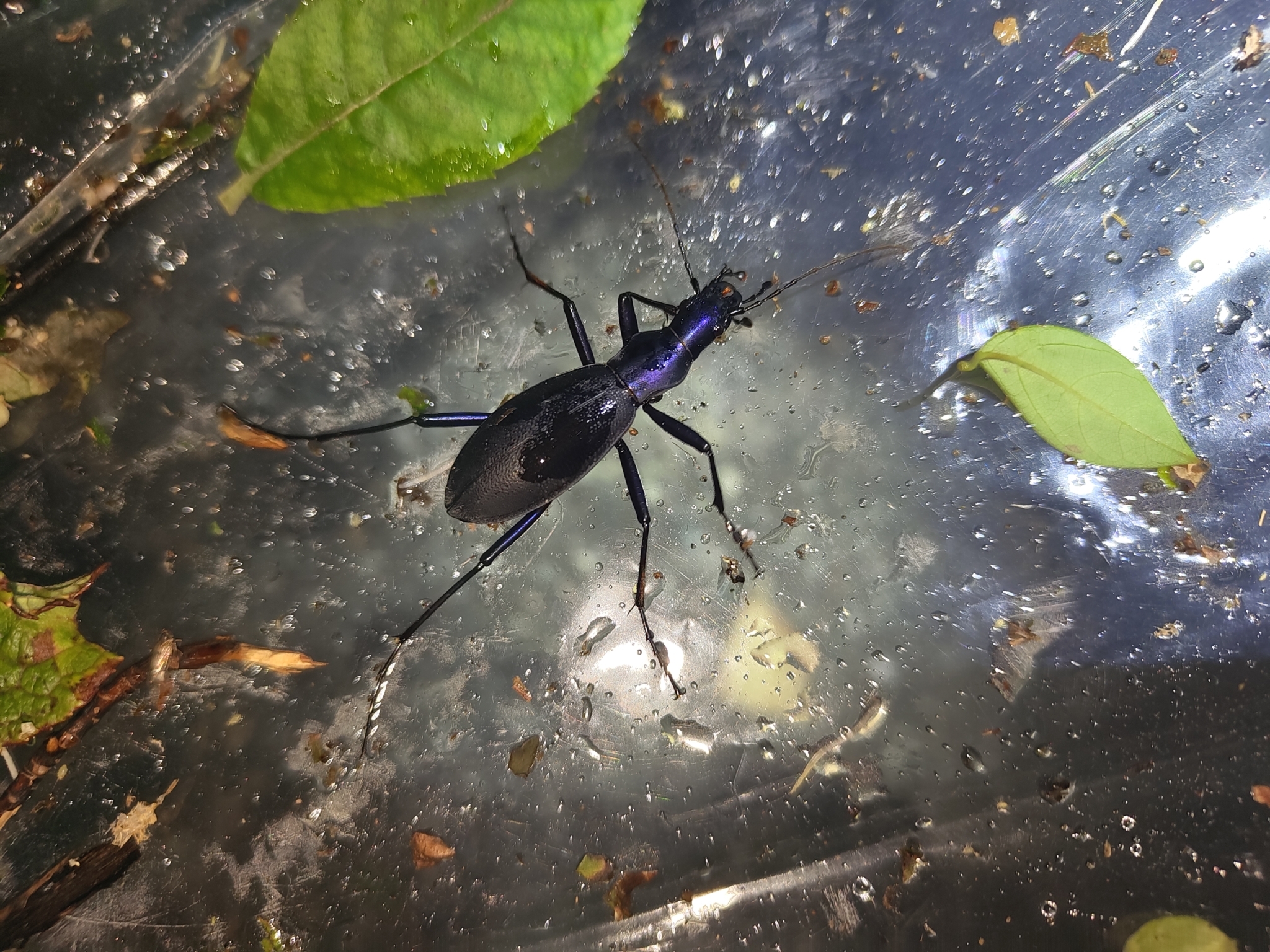 Subspecies Carabus blaptoides capito · iNaturalist