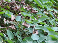Epimedium perralderianum