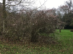 Viburnum farreri