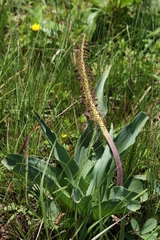 Ledebouria zebrina