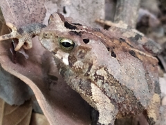 Rhinella sternosignata
