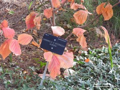 Hamamelis × intermedia