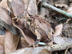 Rhinella sternosignata