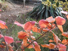 Hamamelis × intermedia