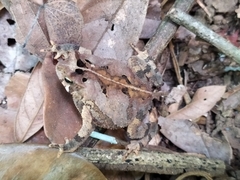 Rhinella sternosignata