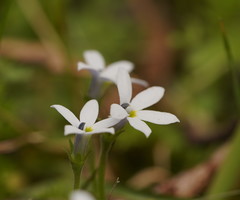 Lobelia pedunculata