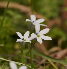 Lobelia pedunculata