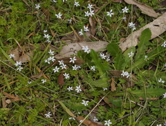 Lobelia pedunculata