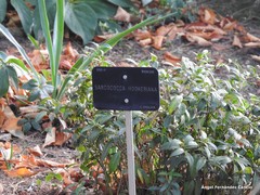 Sarcococca hookeriana