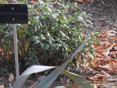 Sarcococca hookeriana