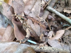 Rhinella sternosignata