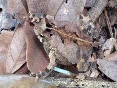 Rhinella sternosignata