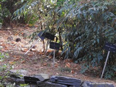 Allium siculum siculum
