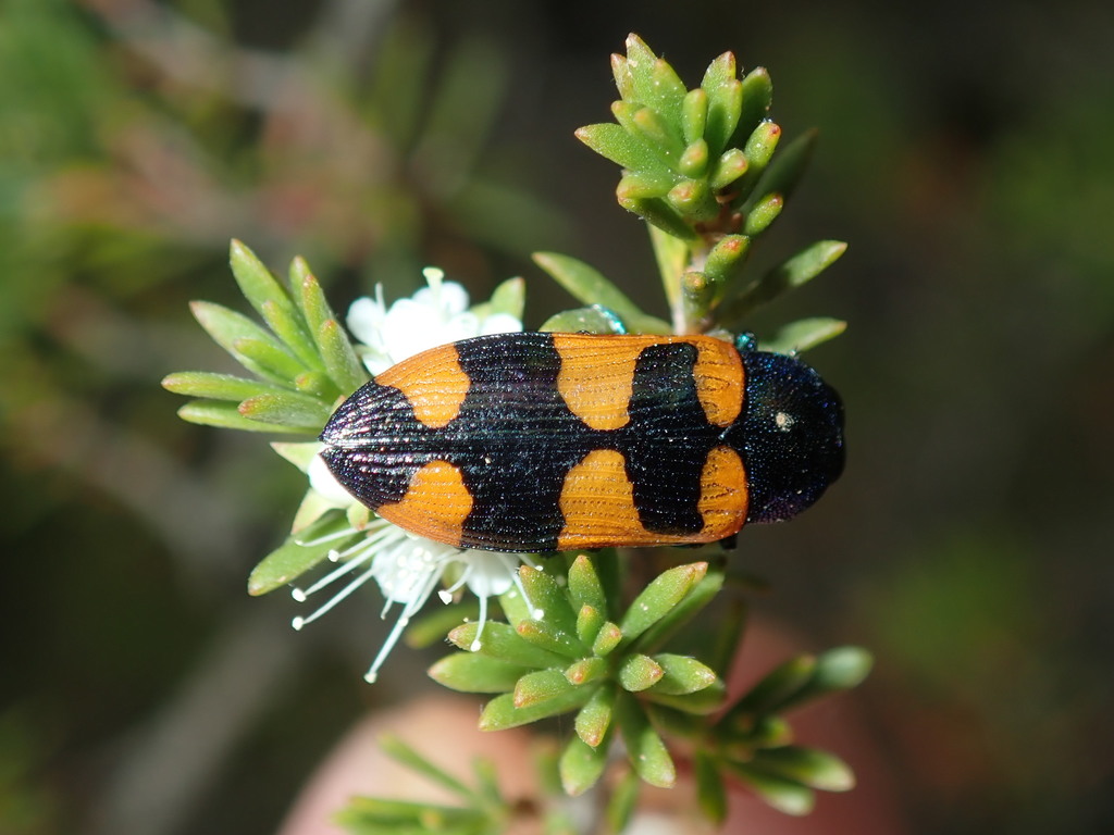 Castiarina kirbyi