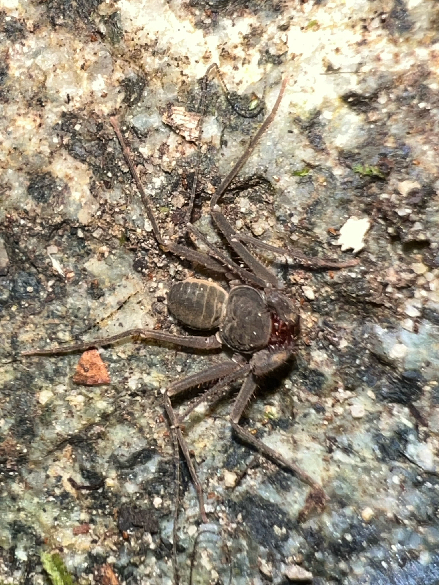 Charinus caribensis (Quintero, 1986)