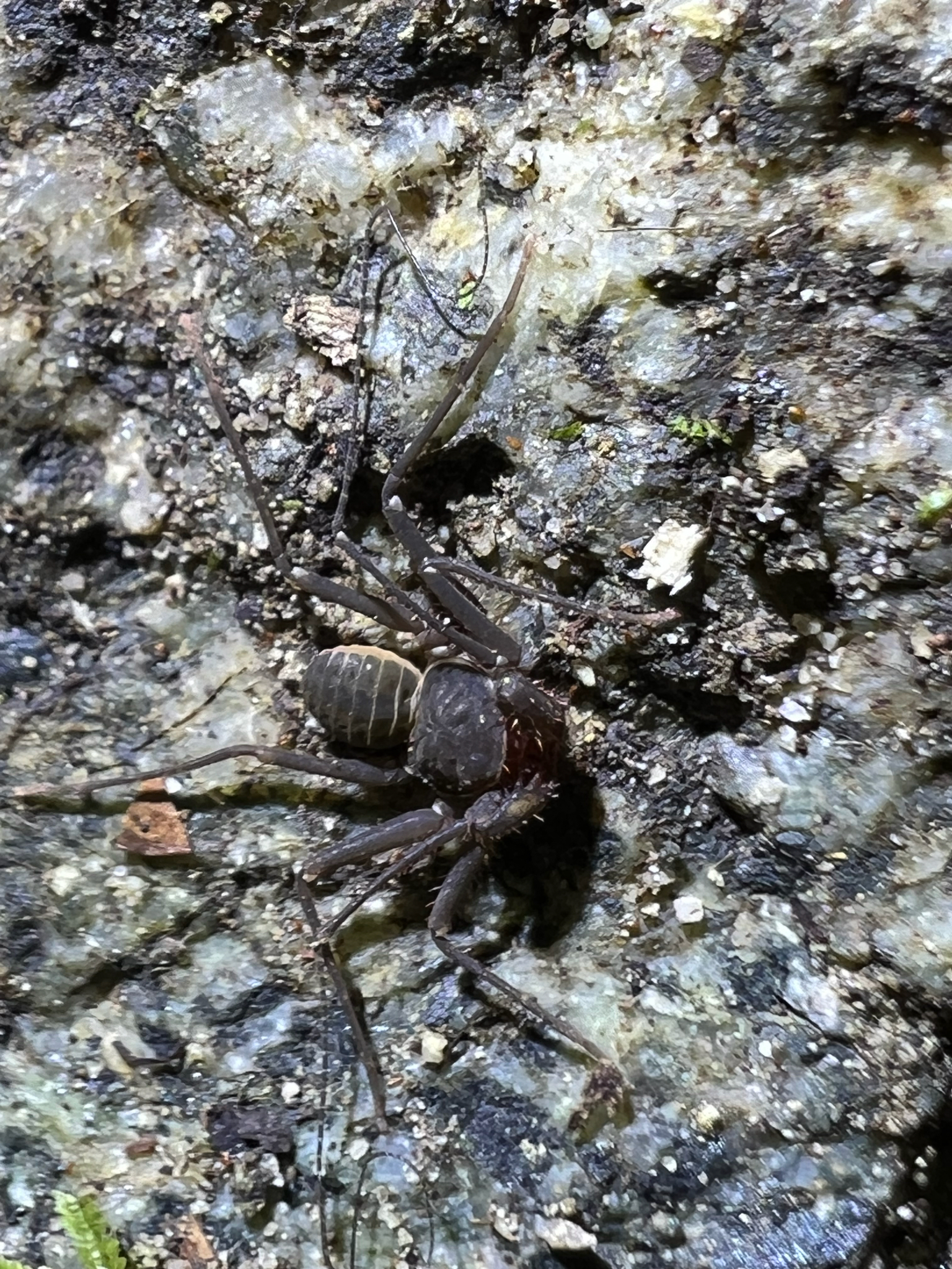 Charinus caribensis (Quintero, 1986)