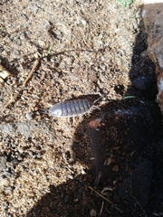 Porcellio hoffmannseggii