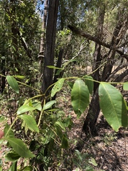 Flindersia australis
