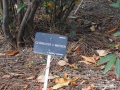 Cotoneaster × watereri