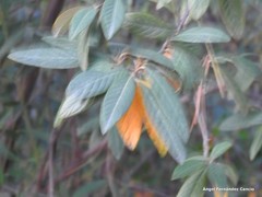 Cotoneaster × watereri