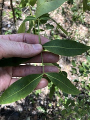 Flindersia australis