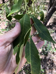 Flindersia australis