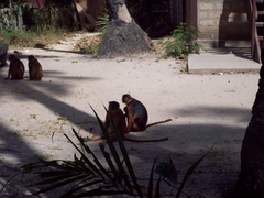 Piliocolobus badius temminckii