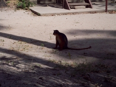 Piliocolobus badius temminckii