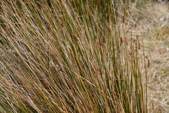 Marsippospermum grandiflorum